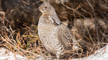 Ruffed Grouse