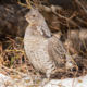 Ruffed Grouse