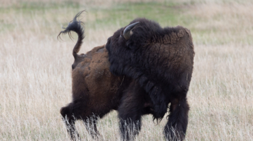 Bison