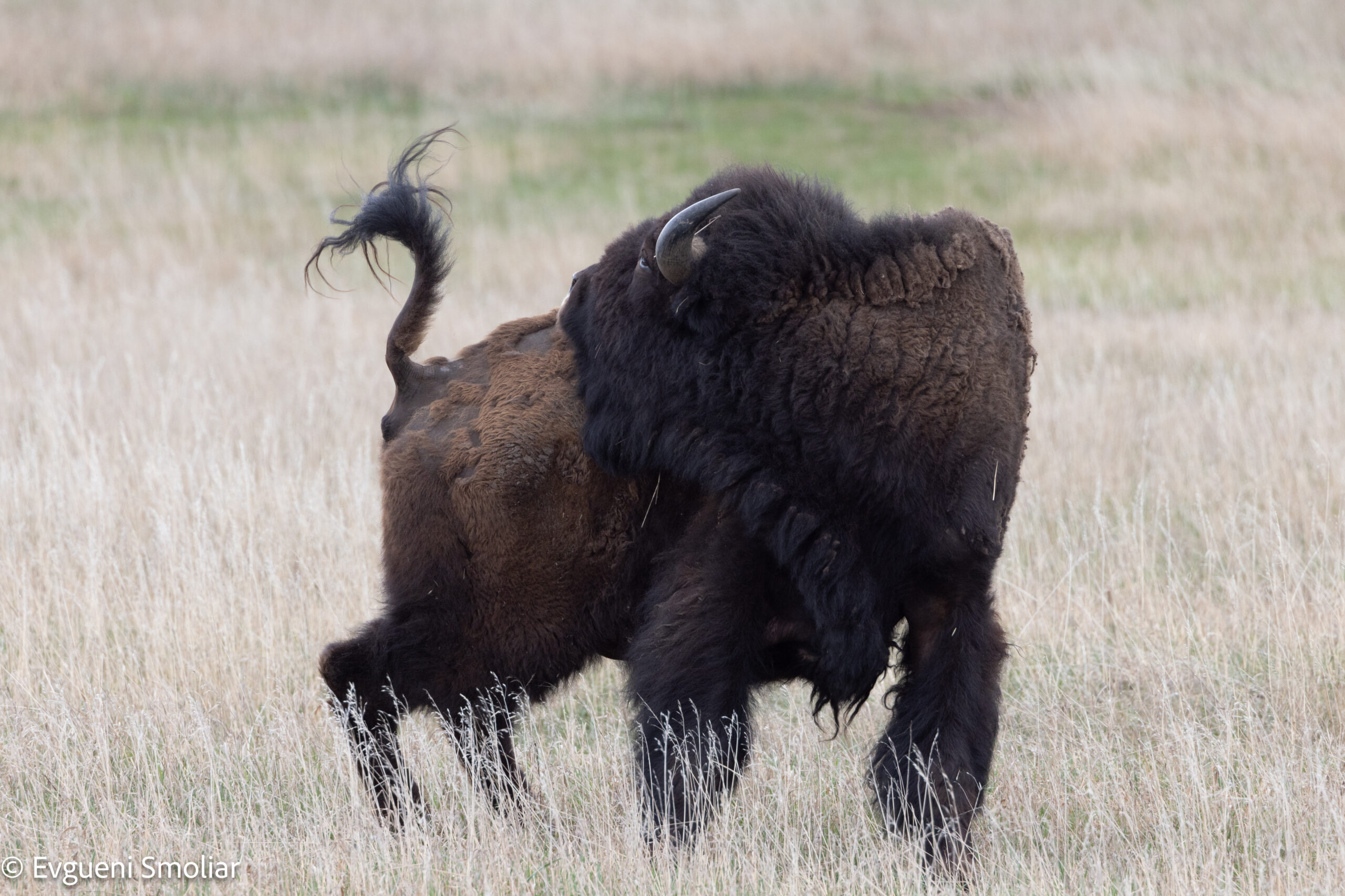 Bison