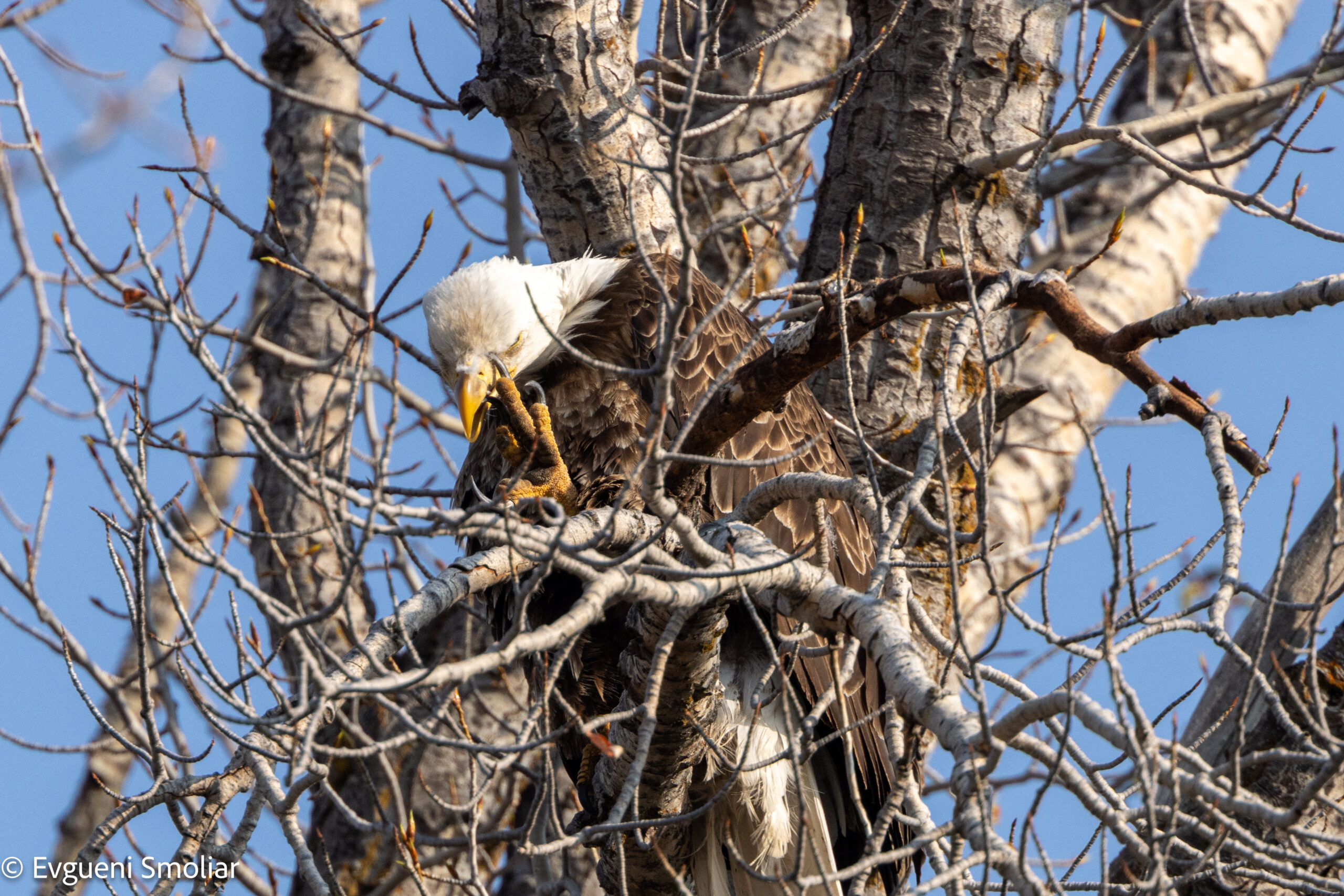 Bald Eagle