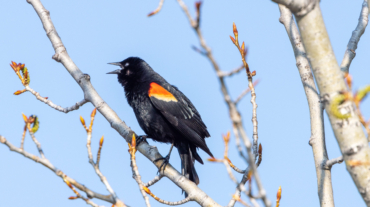 Red-winged blackbird