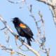 Red-winged blackbird