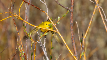 American yellow warbler