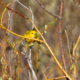 American yellow warbler