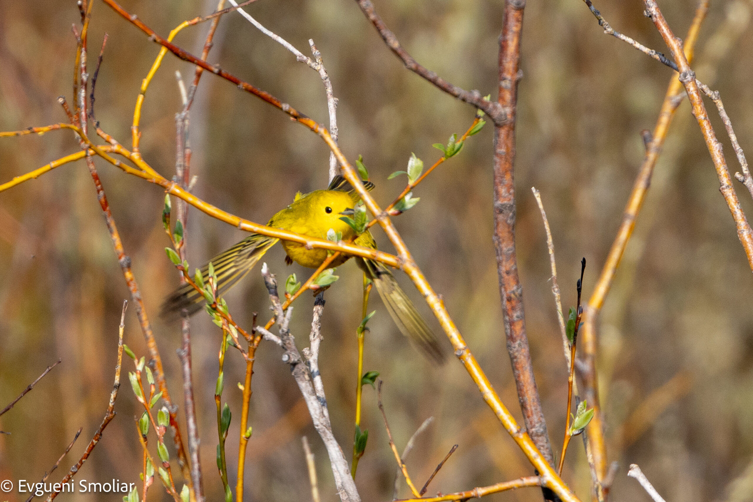 American yellow warbler