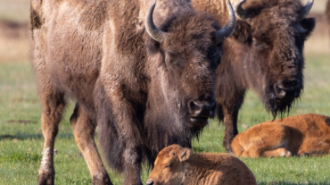 Bisons