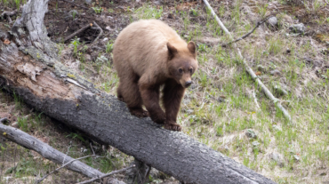 Small Grizzly