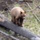 Small Grizzly