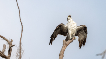 Osprey drying