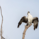 Osprey drying