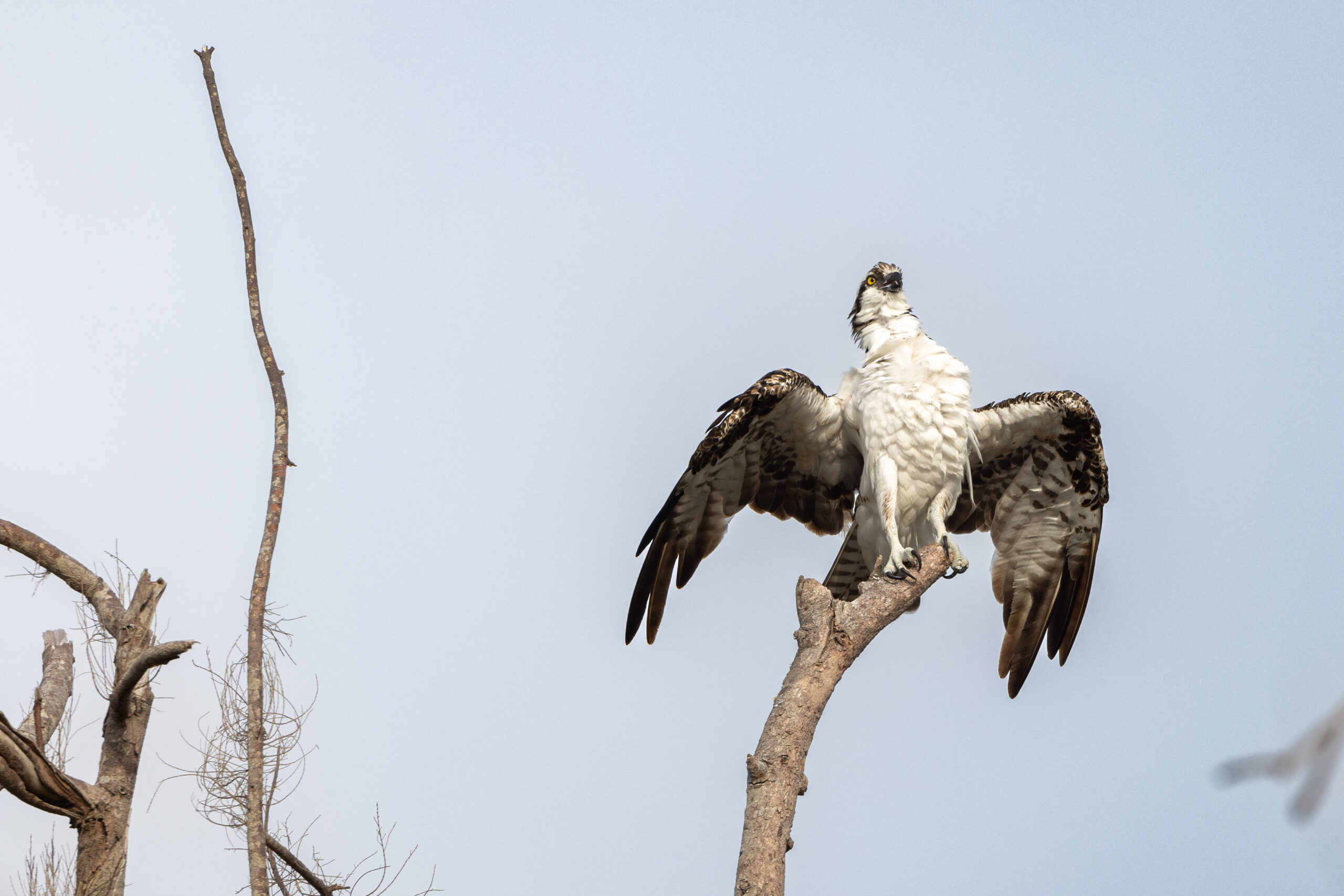 Osprey drying