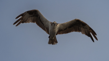 Osprey in flight