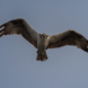 Osprey in flight