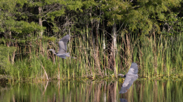 Six Mile Cypress Slough Preserve