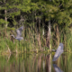 Six Mile Cypress Slough Preserve