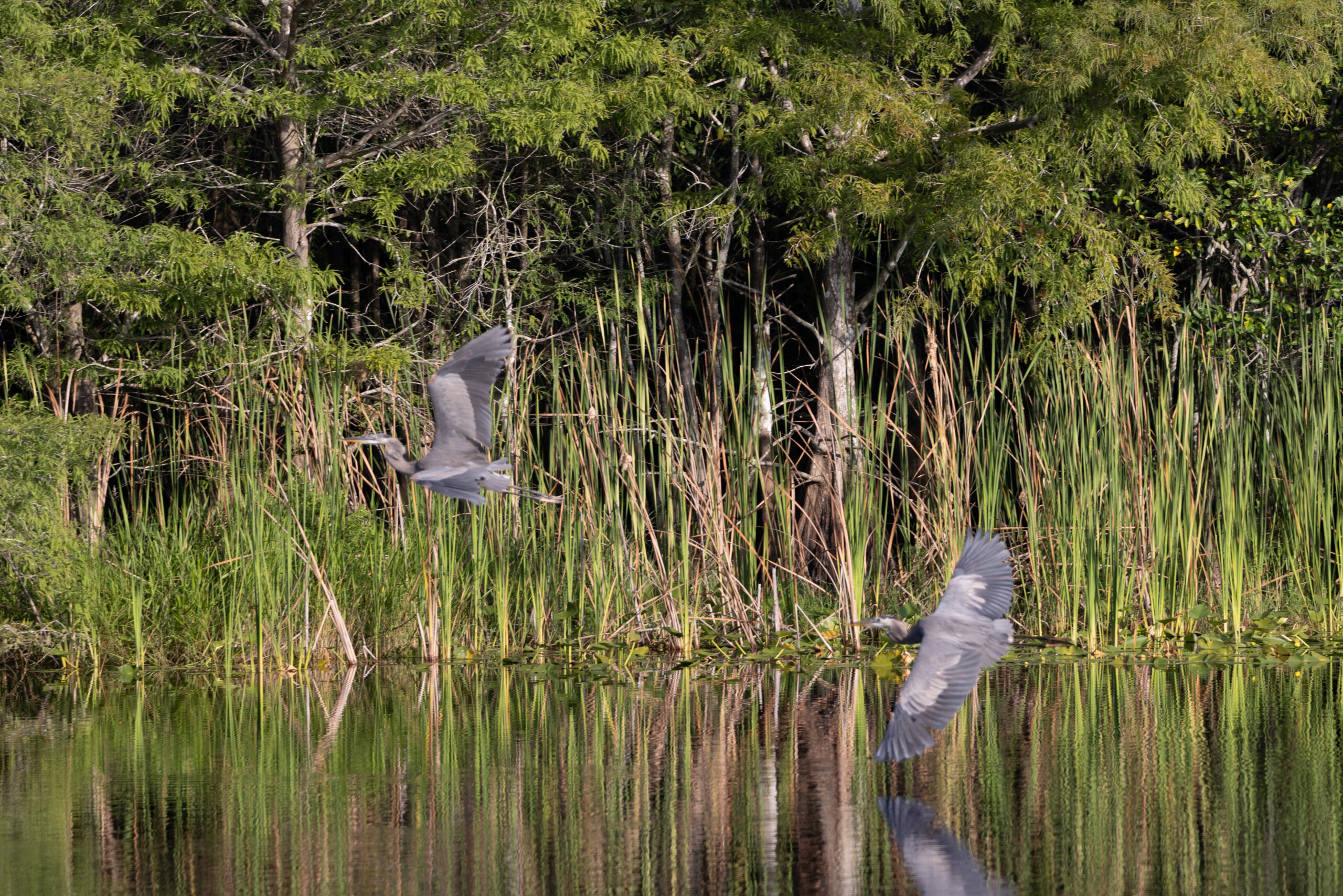 Six Mile Cypress Slough Preserve