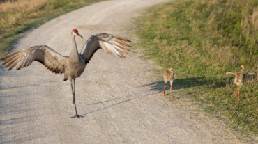 Florida Sandhill Crane