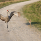 Florida Sandhill Crane