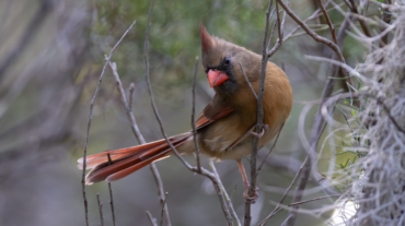 Northern cardinal