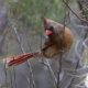 Northern cardinal