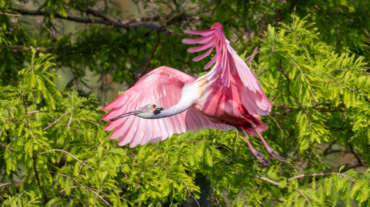 Roseate Spoonbill