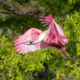 Roseate Spoonbill